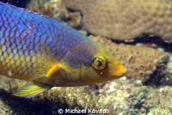 Spanish Hogfish on the Big Coral Knoll off the Fort Laude... by Michael Kovach 